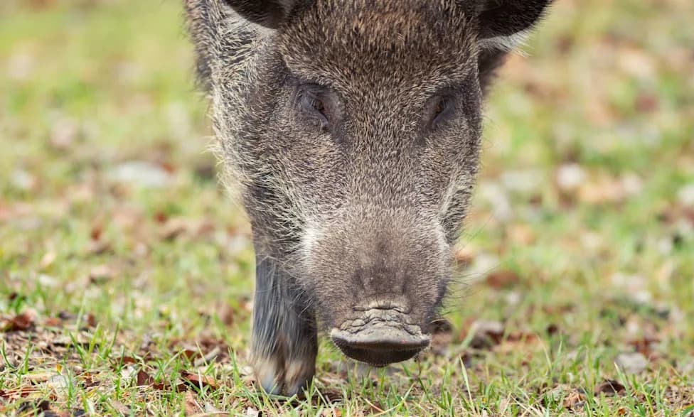 Teen Clamps Wild Boar's Jaws Shut for Nearly Two Hours to Survive Canal Attack in Odisha