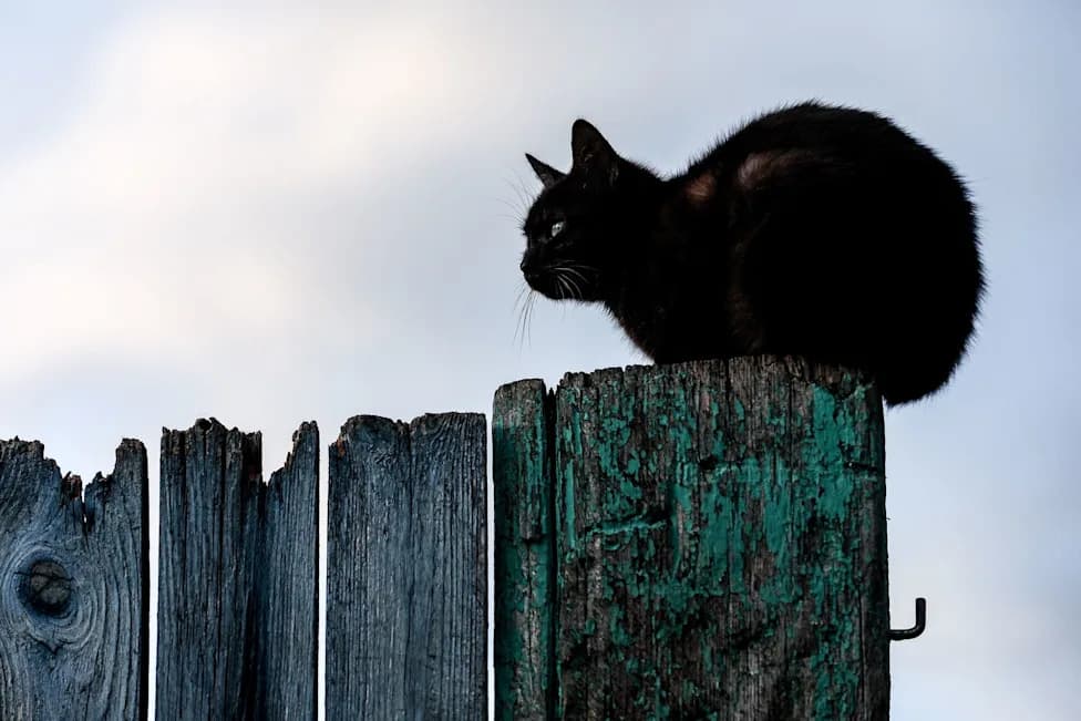 More Than 75 Cats Found Cramped Into Tiny Paris Flat After Eviction