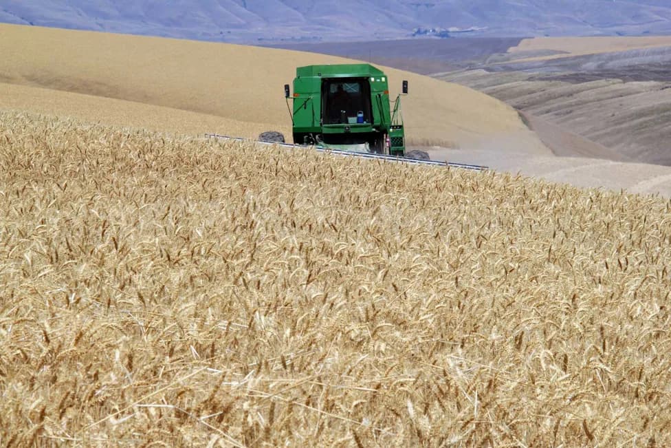 Early Heat Waves Cut Wheat Yields Most — But Can "Prime" Plants for Later Heat
