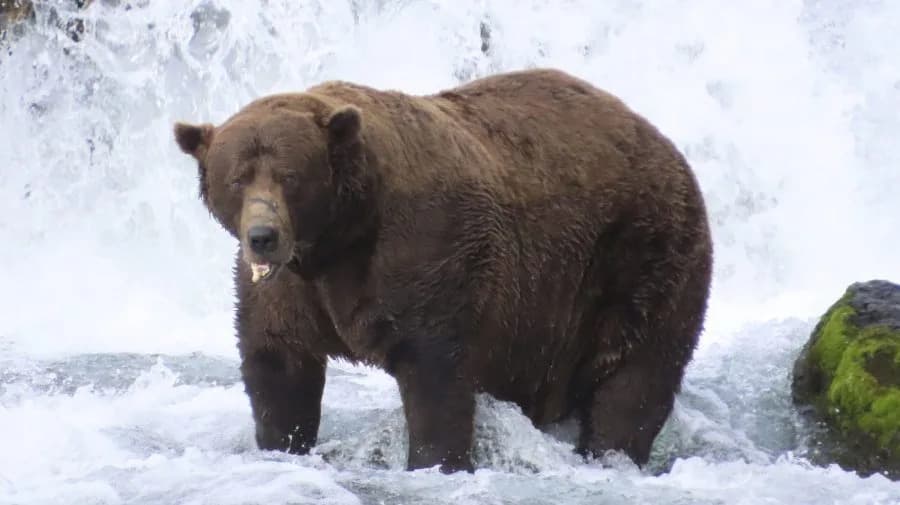 Fat Bear Week 2026 Kicks Off — How to Vote and What to Know