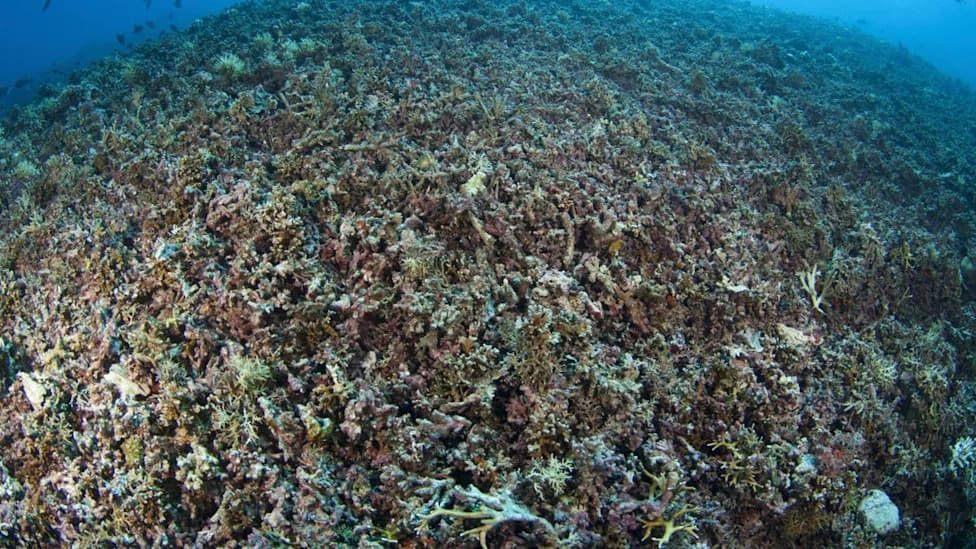 Nearly One Bomb Every Hour: Acoustic Study Exposes Widespread Blast Fishing in Indonesia