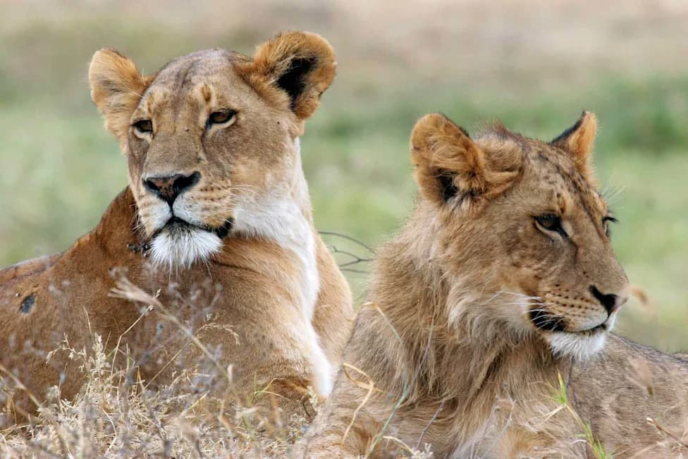 Suspected Poisoning Kills Ten Lions in Tanzania’s Ngorongoro — Investigators Probe Deliberate Act