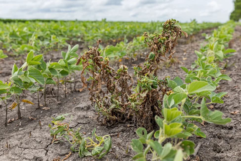 EPA Records Show Bayer Chose Dicamba Safeguards That Were Folded Into Proposed Rule