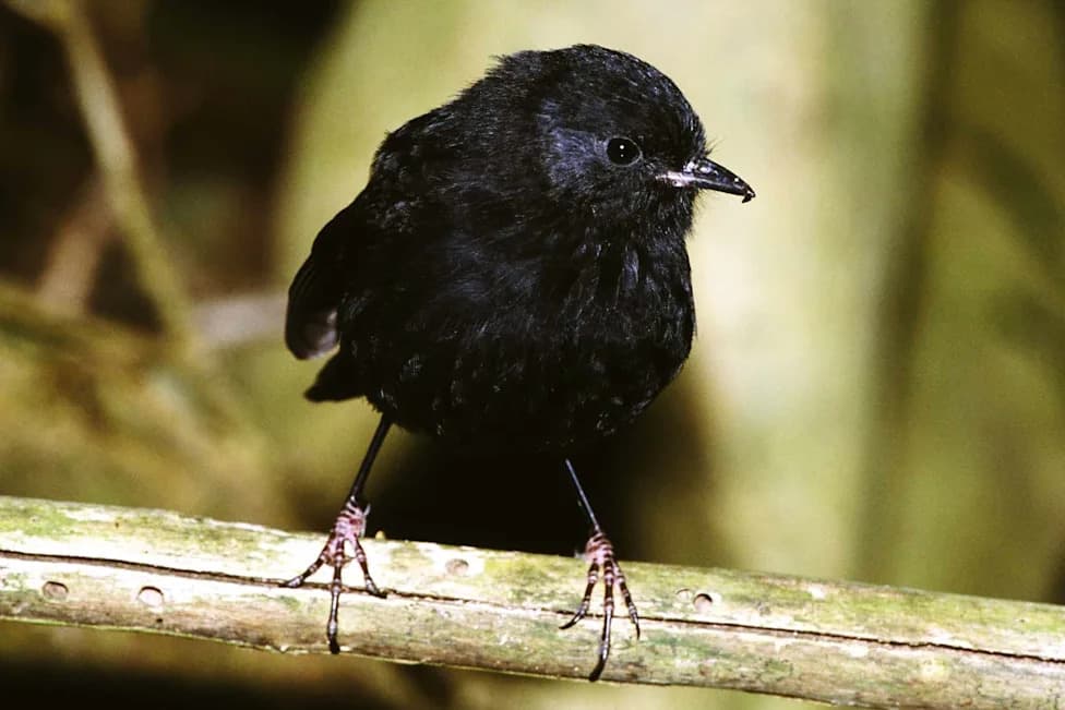 ‘Goth’ Black Robin Crowned New Zealand’s Bird Of The Year After Dramatic Comeback From Just Five Birds