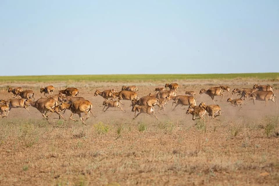 Saiga Comeback: How Kazakhstan’s Antelopes Are Cutting Wildfire Risk and Restoring Steppe Resilience
