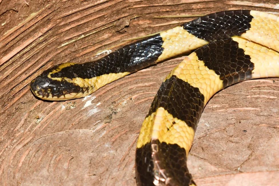 AI Photo ID Helps Save Indian Constable After Two Venomous Snake Bites in Gwalior
