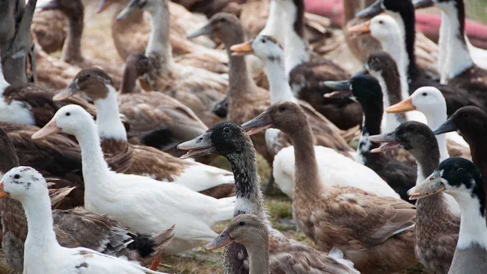 Nearly 1,000 Ducks Replace Pesticides at South African Wine Estate — A Daily 'Duck Run' Attraction