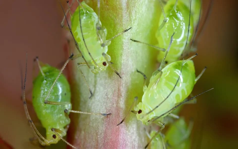 Aphid Surge Threatens to Wipe Out Nearly a Third of Britain’s Lettuce Crop