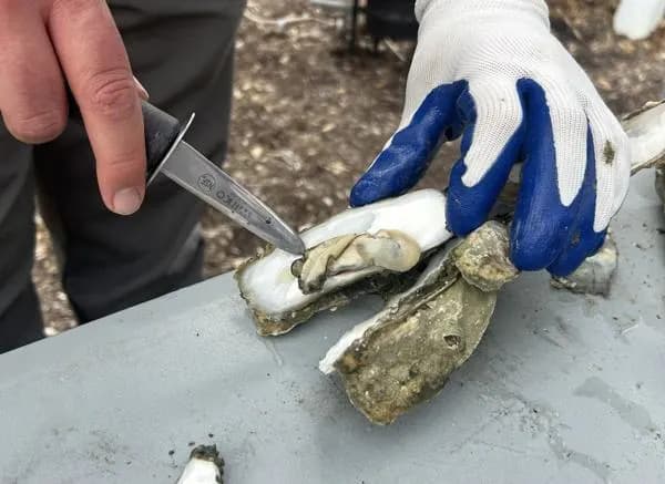 Rare Vibrio Bacterium Linked to Oysters Kills One in South Carolina; Officials Urge Caution — Not Panic