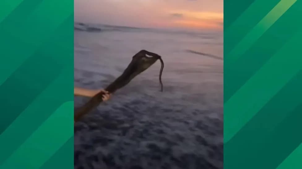 Potentially Venomous Sea Snake Washes Ashore at Crystal Cove State Beach