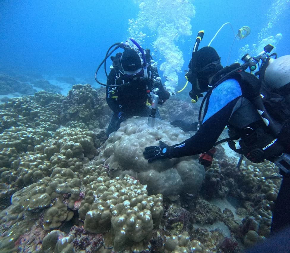 Millennium-Long Coral "Diary" Shows El Niño Has Become More Extreme — A Warning for This Winter