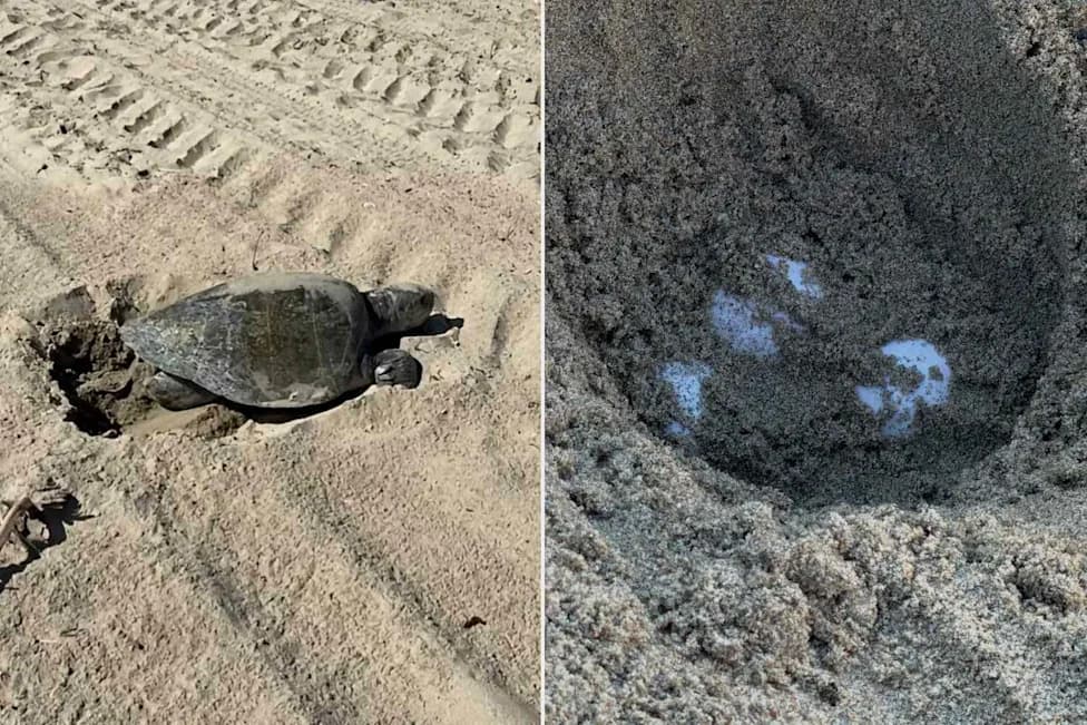 Historic First: Olive Ridley Sea Turtle Nests on Southern California Beach