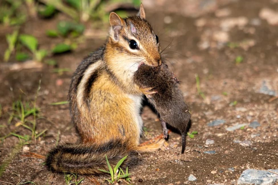 Send Your Wildlife Photos — Scientists Are Mapping Real Food Webs
