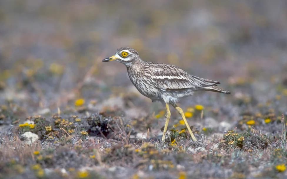 Protected Stone Curlews Threaten Home Office Plan For Second Asylum Camp In Suffolk