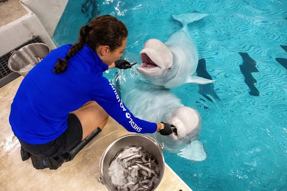 Third Rescued Beluga, Osiris, Dies at Shedd Aquarium After Rapid Decline