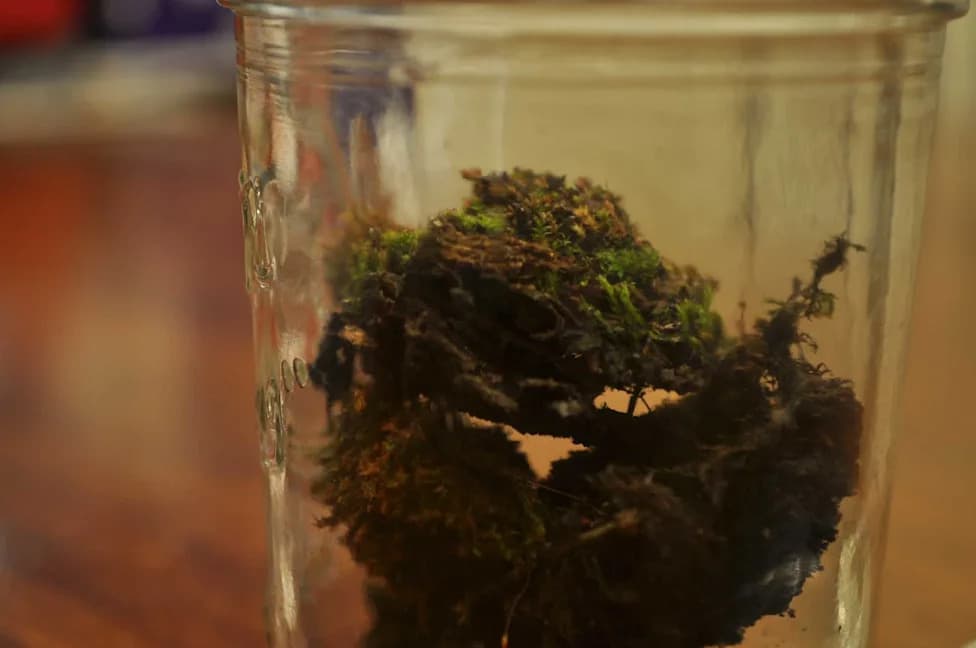 Buried for Generations: The 1879 Beal Seed Experiment and What It Teaches Us About Seed Longevity