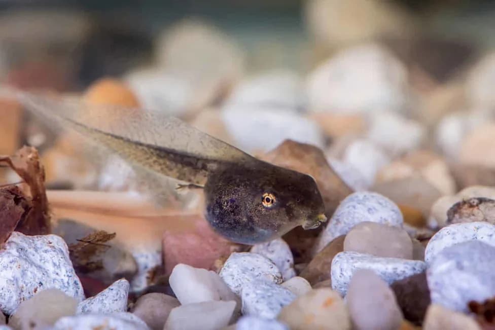 653 Endangered Southern Mountain Yellow-Legged Frogs Released to Rebuild Populations After California Wildfires