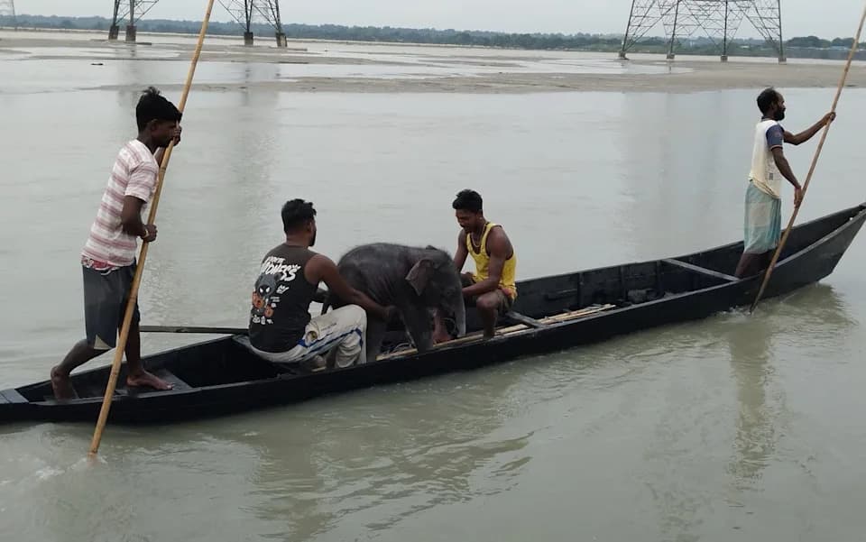 Fishermen Row Nearly Three Miles to Rescue Newborn Elephant Swept Down Teesta River