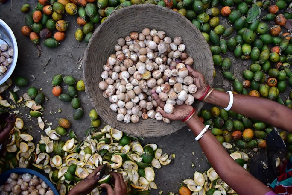Betel Nut Use May Date Back 25,000 Years in Sulawesi — Possible Earliest Evidence of Psychoactive Drug Use