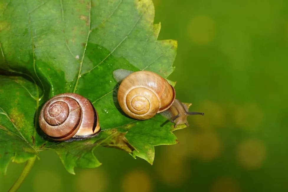 Snail Shells Preserve Cyclone Histories — Tiny Bands Reveal Big Weather Events