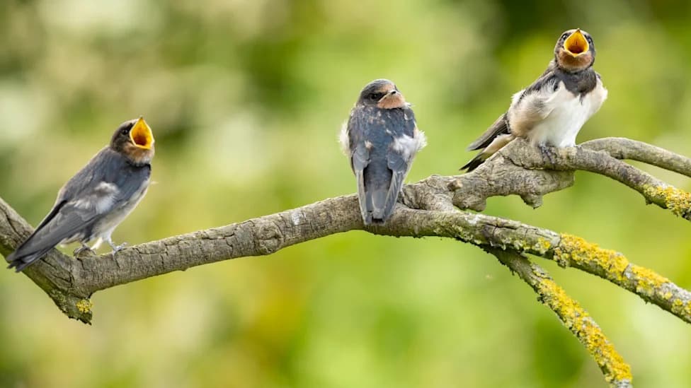 Birdsong Lowers Anxiety — Even Low Levels of Traffic Noise Can Cancel the Benefit