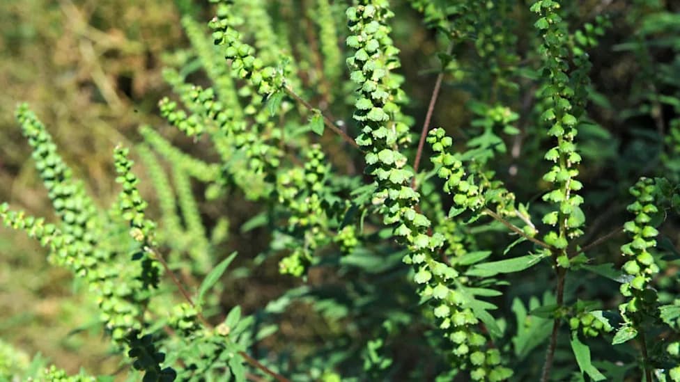 Fall Ragweed Season Is Lengthening Nationwide — Where The Increase Is Biggest