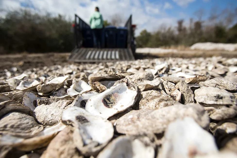 Restaurants' Oyster Shells Returned to the Sea Help Rebuild Florida's Collapsed Reefs