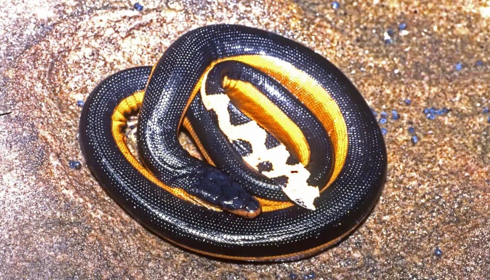 Venomous Yellow-Bellied Sea Snake Washes Ashore in Orange County — First California Sighting Since 2018