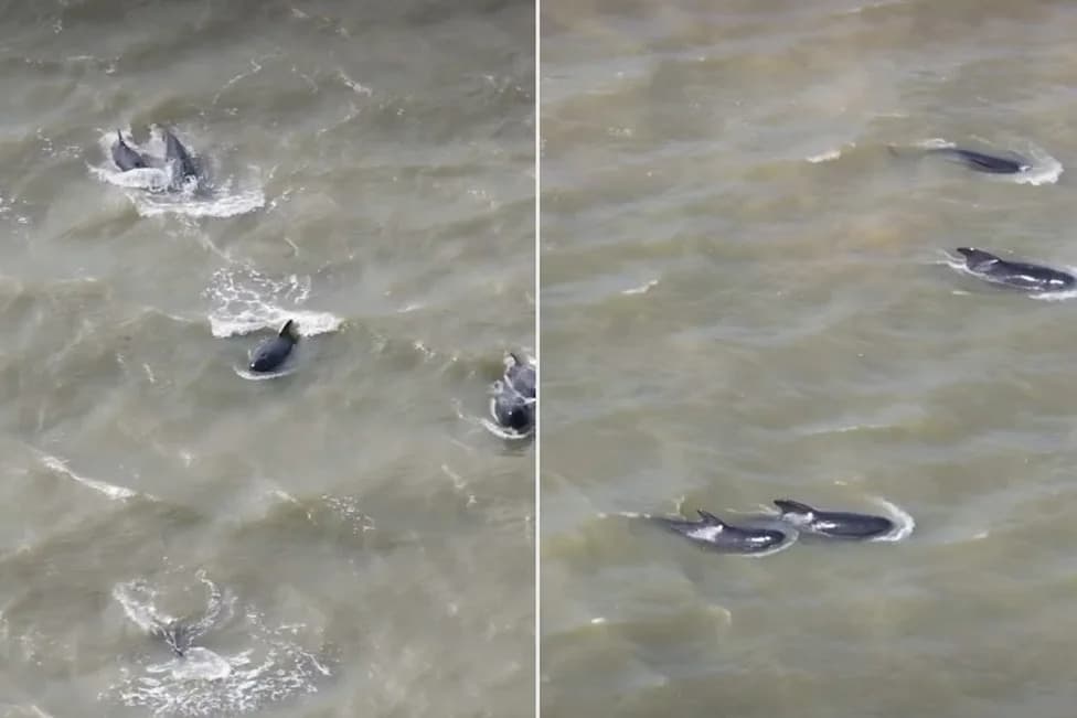 Rescuers Herd 25 Pilot Whales Out of the Thames in Six‑Hour Operation; Two Did Not Survive