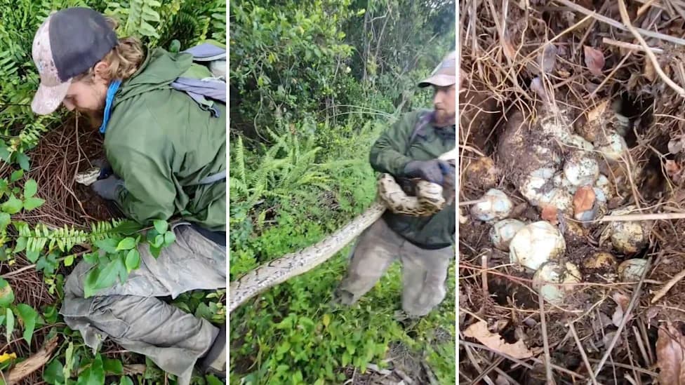 Viral TikTok Shows Female Burmese Python Brooding Over Massive Clutch — Crews Remove Nest to Stop New Wave of Predators