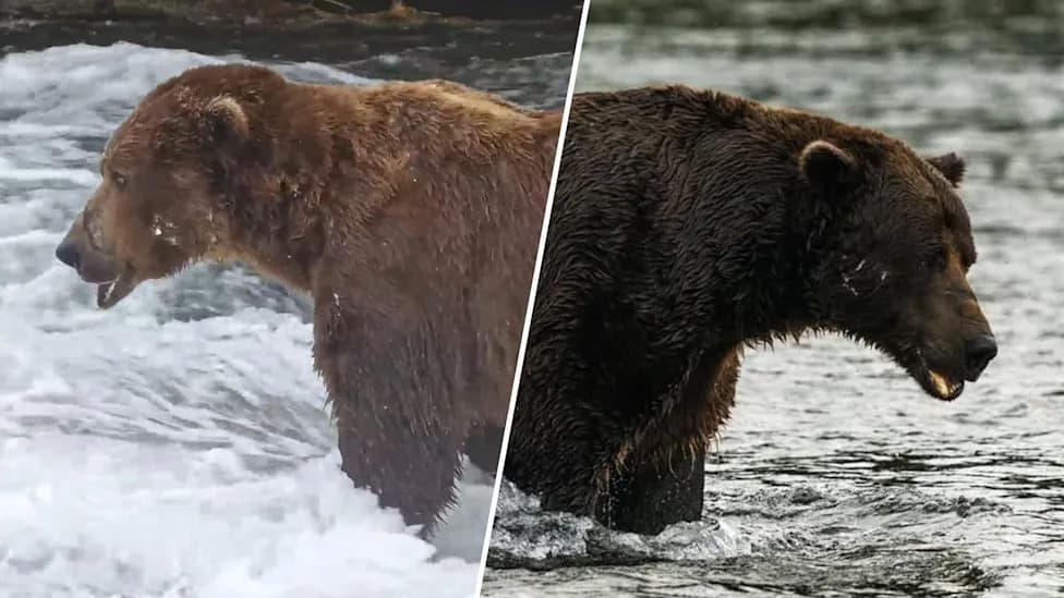 Fat Bear Week 2026 Kicks Off — 16 Bears Compete as Voting Overwhelms Servers