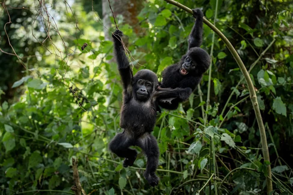 Communities Plant Trees Around Bwindi To Protect Mountain Gorilla Habitat