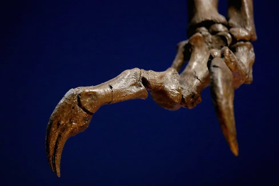 Scientists Uncover First Multi-Print Adult T. rex Trackway — Revealing Size, Gait and Speed