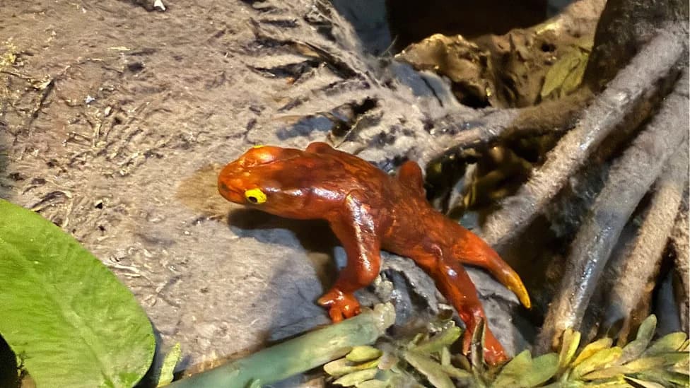 Named for Two Moms: Jeanerpeton mazonensis — A 309-Million-Year-Old Amphibian From Mazon Creek