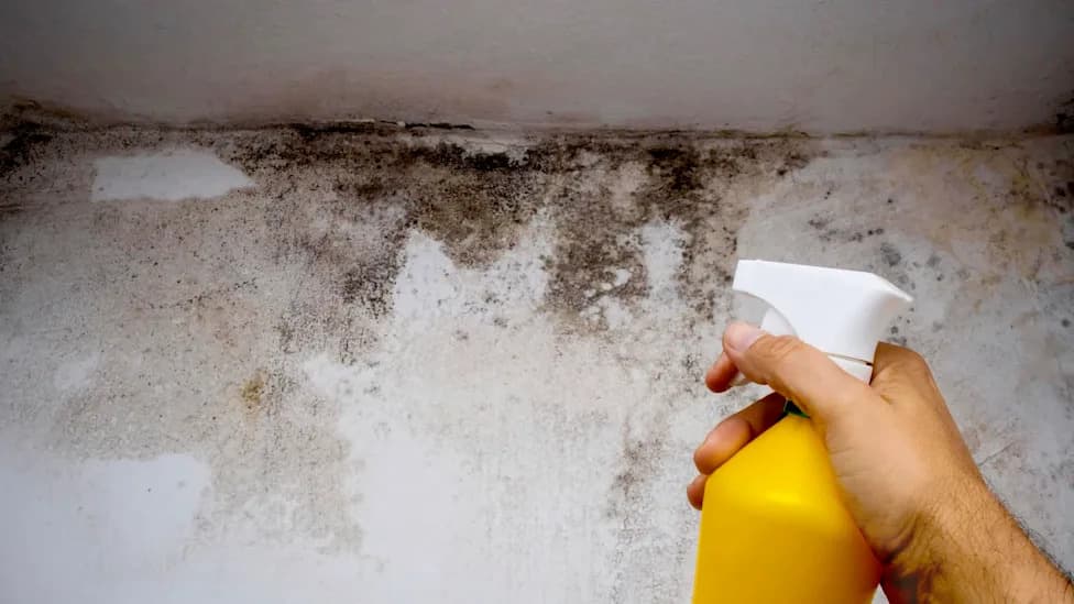 “We Have To Let It Get Furry”: Awaab’s Law Fails To Stop Mold In England’s Social Housing