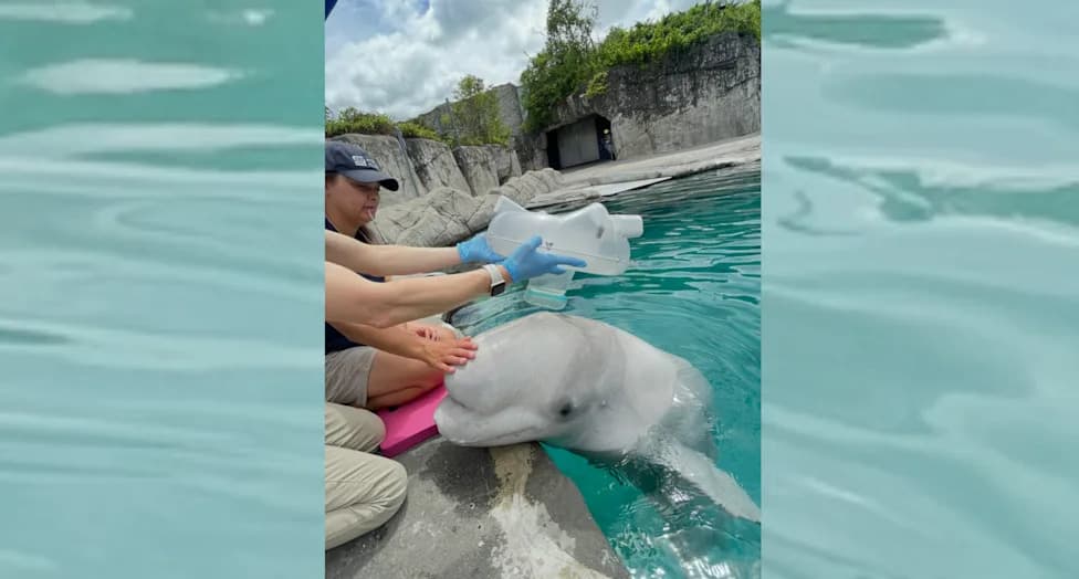 Blowhole Nebulizer Helps Cure Beluga's Drug‑Resistant Pneumonia Using Bacteriophages
