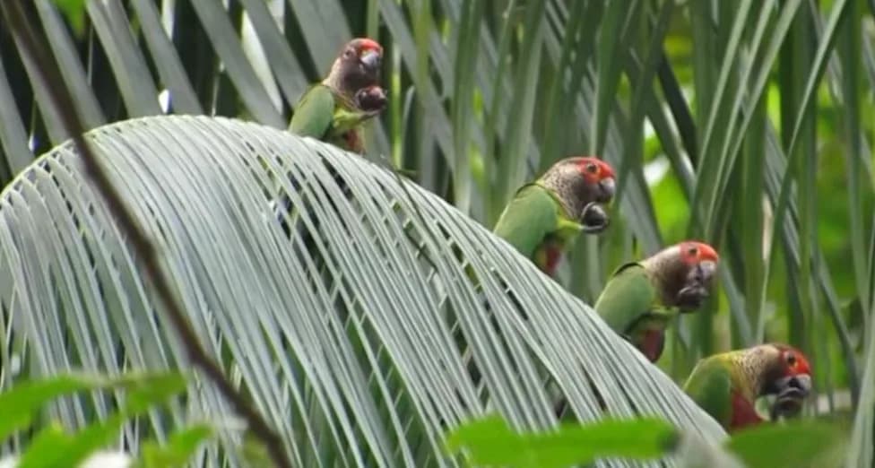 Amazon.ia: Satellites, Sensors and AI Unite to Monitor Amazon Biodiversity in Near Real Time