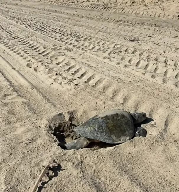 Historic First: Two Olive Ridley Sea Turtles Nest on U.S. West Coast Amid Strong El Niño