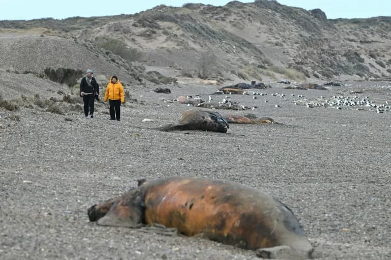 Bacterial Outbreak Suspected in Deaths of Hundreds of Whale Calves Off Patagonia