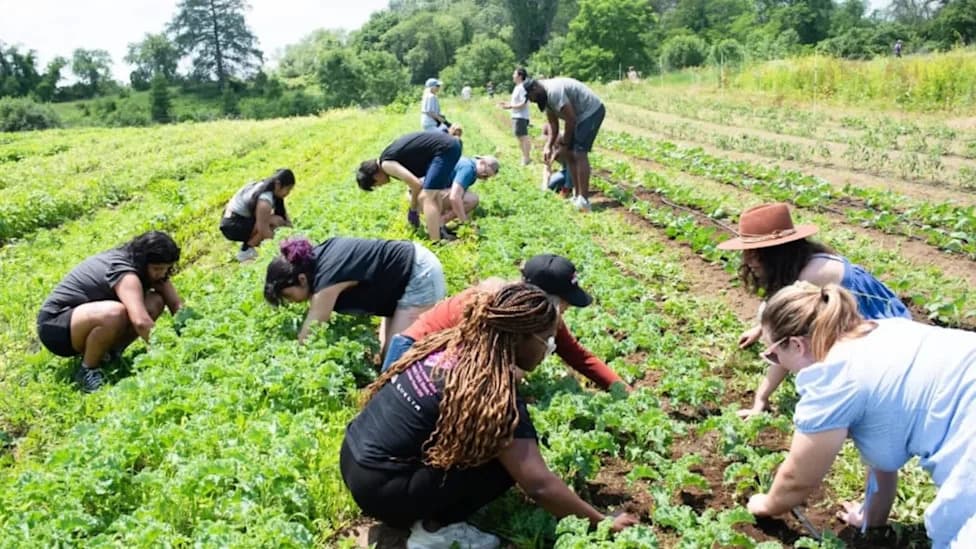 Paying Teens to Fight Hunger: Boston Program Pays $15/Hour to Grow 200,000 Pounds of Food