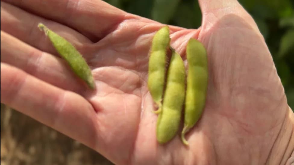Gene-Edited Soybeans Thrive in Warwickshire Trial — Could Reduce UK Soya Imports
