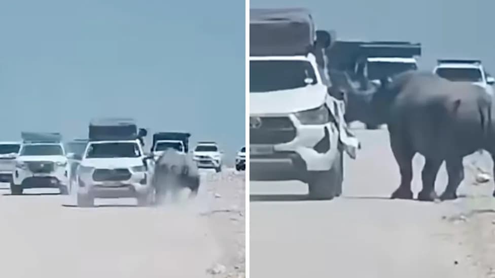 Terrifying Footage: Black Rhino Charges Rental Jeep, Tears Off Hood During Namibia Self-Drive Safari