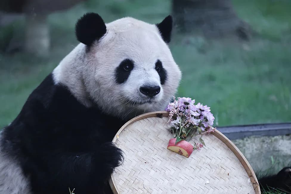 Panda Diplomacy in 2026: Charming Symbol Or Soft‑Power Relic?