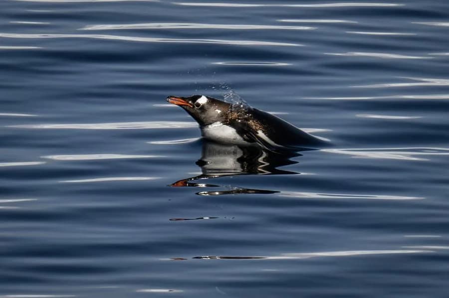 New Gentoo Penguin Species Identified on Remote Kerguelen Islands — First New Penguin in Over 100 Years