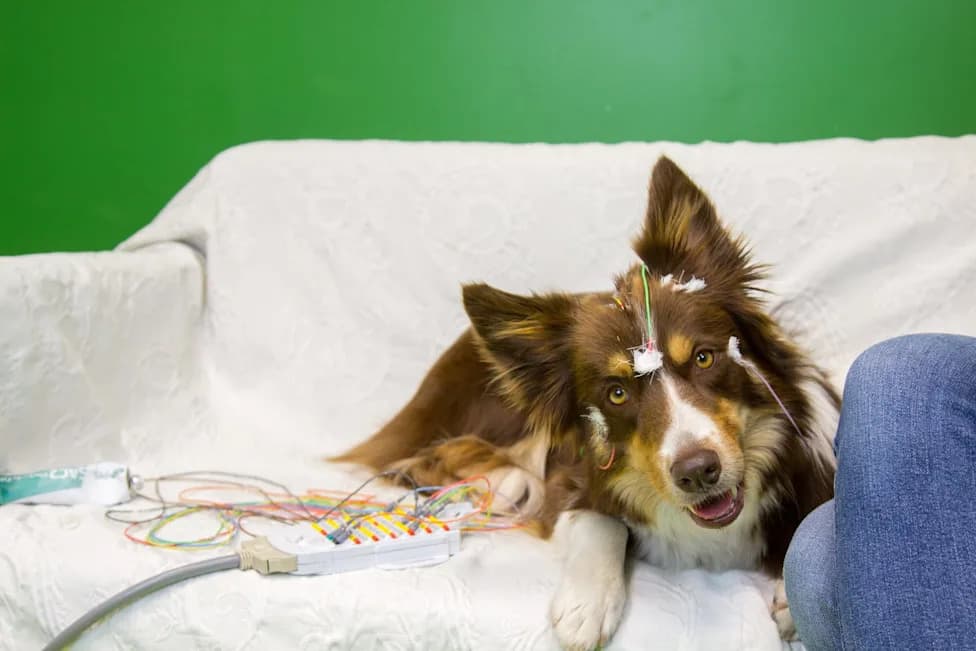 Dog Brains Segment Speech Like Humans — EEG Study Reveals a Consonant Bias
