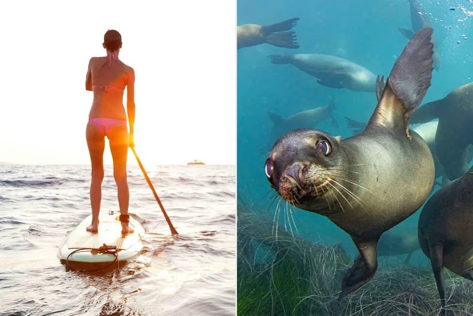 Paddleboarder Survives 'Biting Frenzy' After Sea Lion Attacks Off Santa Cruz