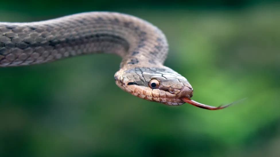 Could Britain’s 'Harmless' Smooth Snake Be Venomous? Study Finds Rear-Fang Anatomy