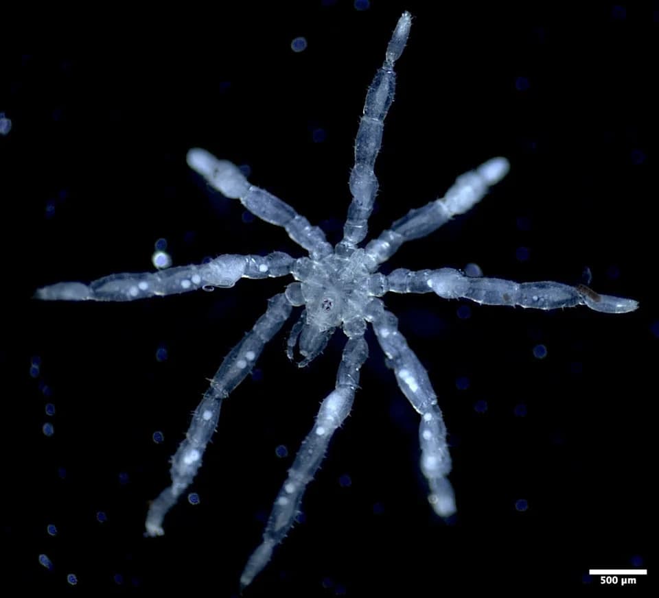 Hairy-Legged Sea Spider and a Second New Species Discovered in the Salish Sea