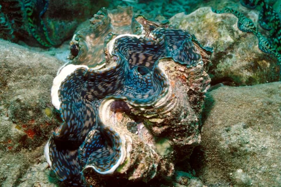 How Fiji Is Rebuilding Giant Clams and Restoring Reef Resilience