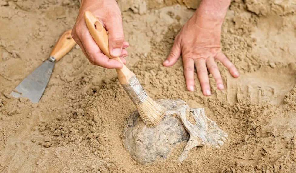 700-Year-Old Skull May Be First Archaeological Proof Of Punitive Nose Amputation In China